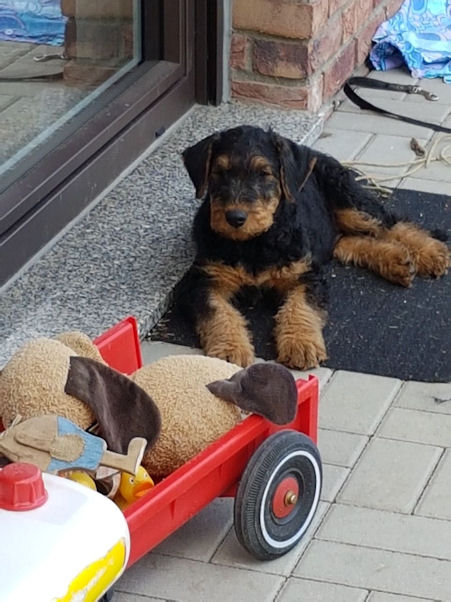 letzte Spieleinheit in Buchholz